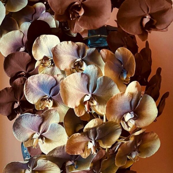 Brown Phalaenopsis - on Thursd